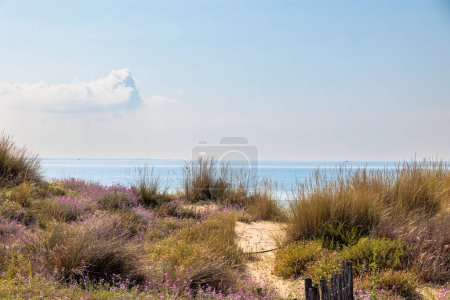 Téléchargez les photos : Chemin entre les fleurs florissantes à travers les dunes à la mer à Carnon en France - en image libre de droit