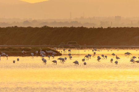 Téléchargez les photos : Un troupeau de flamants roses au coucher du soleil dans l'eau de l'Etang de Perols près de Montpellier - en image libre de droit