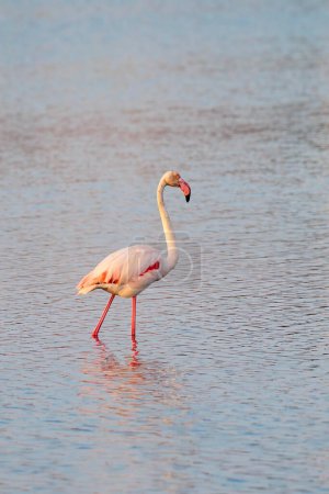 Photo for A  greater flamingo  standing in the water near Aigues-Mortes in the wetlands of Camarque - Royalty Free Image
