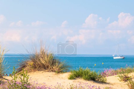 path between blooming flowers through the dunes to the sea in Carnon in France