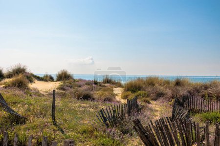 Foto de Camino entre flores florecientes a través de las dunas hasta el mar en Carnon en Francia - Imagen libre de derechos