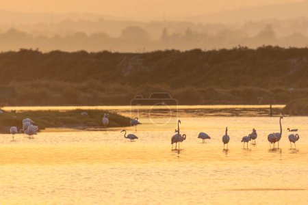Photo for A flock of flamingos at sunset in golden light in the water of the Etang de Perols near Montpellier - Royalty Free Image
