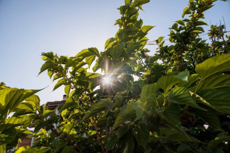 Téléchargez les photos : Les rayons du soleil brillent à travers les feuilles d'un mûrier - en image libre de droit