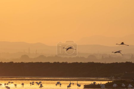 Photo for A flock of flamingos at sunset in golden light in the water of the Etang de Perols near Montpellier - Royalty Free Image