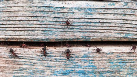 Téléchargez les photos : Gros plan de fourmis forestières gardant l'entrée du terrier à fourmis dans une crevasse dans le bois - en image libre de droit