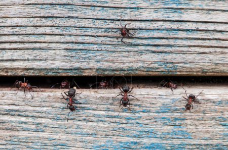Téléchargez les photos : Gros plan de fourmis forestières gardant l'entrée du terrier à fourmis dans une crevasse dans le bois - en image libre de droit