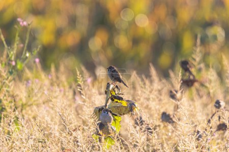 Foto de Gorriones forrajean en un girasol descolorido con muchas semillas en un campo de girasol - Imagen libre de derechos
