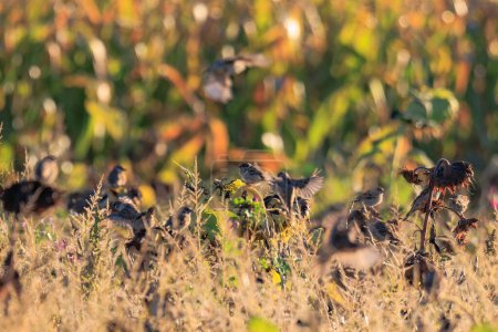 Foto de Gorriones forrajean en un girasol descolorido con muchas semillas en un campo de girasol - Imagen libre de derechos