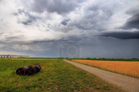 Téléchargez les photos : Un chemin de terre mène au-delà du champ de maïs coloré à l'horizon tandis que des nuages de tempête sombres se rassemblent dans le ciel - en image libre de droit