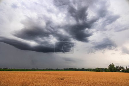 Foto de Un camino de tierra lleva más allá de cornfiel colorido al horizonte mientras nubes oscuras de tormenta se reúnen en el cielo - Imagen libre de derechos