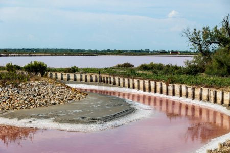 Photo for Salt-encrusted stones and pink water in the salt flats near Aigues-Mortes in the Camargue region - Royalty Free Image