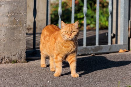 Téléchargez les photos : A red-haired British shorthair tomcat stands at the garden gate and looks critically into the camera - en image libre de droit