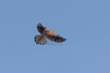 Foto de Close up of female kestrel in shaking flight, wings and tail fanned out to maximum in blue sky - Imagen libre de derechos