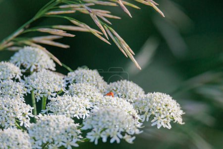 Foto de A soldier beetle sits on the white flower umbel of meadow hogweed - Imagen libre de derechos