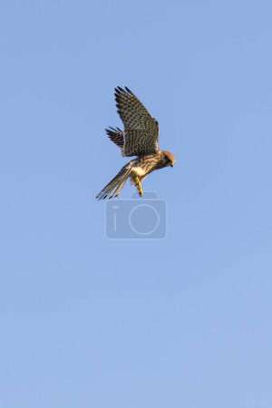 Photo for Close up of female kestrel in shaking flight, wings and tail fanned out to maximum in blue sky - Royalty Free Image