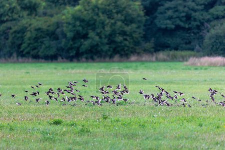 Photo for A flock of young starlings rehearses the flight in the flock for the bird migration over the meadows in Siebenbrunn near Augsburg - Royalty Free Image