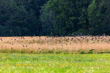Téléchargez les photos : Un troupeau de jeunes étourneaux répète le vol dans le troupeau pour la migration des oiseaux au-dessus des prairies à Siebenbrunn près d'Augsbourg - en image libre de droit