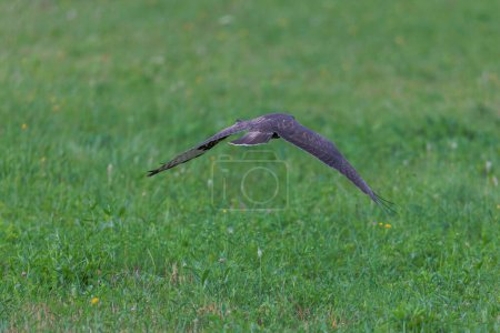 Foto de Un buitre vuela bajo sobre los prados en Siebenbrunn cerca de Augsburgo - Imagen libre de derechos