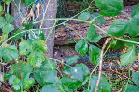 Photo for A Norway rat peeks out from behind an old wooden fence - Royalty Free Image