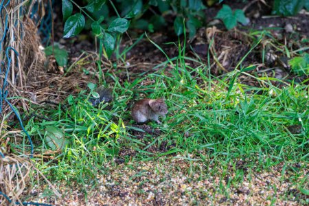 Téléchargez les photos : Un petit campagnol à dos roux cherche de la nourriture dans l'herbe sur le sol forestier - en image libre de droit