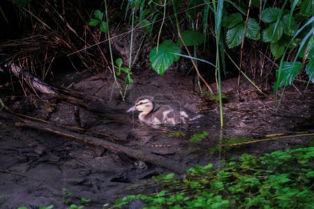 Téléchargez les photos : Un canard colvert nage entre les plantes aquatiques dans l'eau d'un ruisseau - en image libre de droit