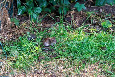Photo for A small red-backed vole searches for food in the grass on the forest floor - Royalty Free Image