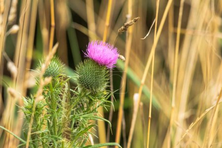 Téléchargez les photos : La fleur pourpre d'un chardon-Marie épineux dans l'herbe - en image libre de droit