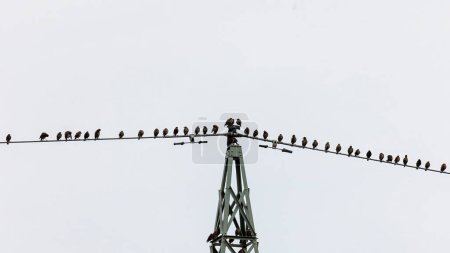 Photo for A flock of young starlings gathers on the pole of a power line for the formation flight to the wintering grounds - Royalty Free Image