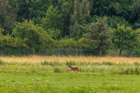 Photo for A lonely deer jumps over a green meadow - Royalty Free Image