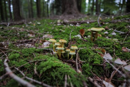 Téléchargez les photos : Champignons colorés sur le sol de la forêt mousseuse - en image libre de droit
