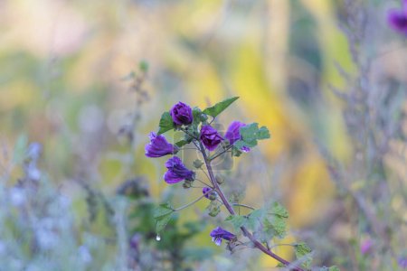 Téléchargez les photos : Fleurs de mauve rouge sur une tige dans un champ de fleurs comme pâturage d'abeilles - en image libre de droit