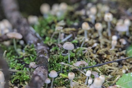 Téléchargez les photos : Champignons colorés sur le sol de la forêt mousseuse - en image libre de droit