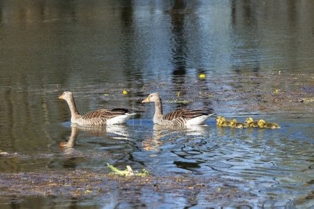 Téléchargez les photos : Une famille d'oies gris-lag avec deux parents et cinq poussins nage à l'eau - en image libre de droit