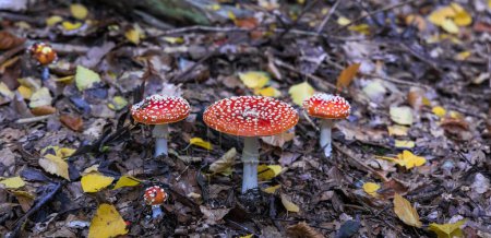 Téléchargez les photos : Tabourets rouges rougeoyants sur le sol de la forêt - en image libre de droit