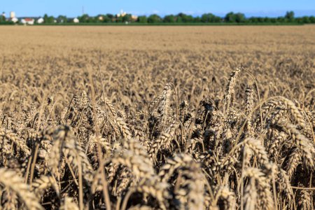 Téléchargez les photos : Vue sur champ de blé près d'Inningen en Bavière avec ciel bleu vif - en image libre de droit