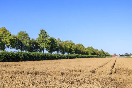 Téléchargez les photos : Vue sur champ de blé près d'Inningen en Bavière avec ciel bleu vif - en image libre de droit