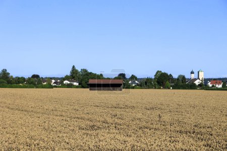 Photo for View over wheat field near Inningen in Bavaria with bright blue sky - Royalty Free Image
