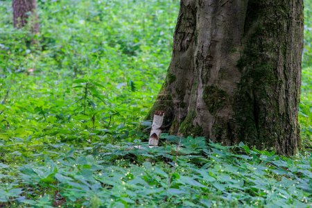 Foto de Cruz escondida en plantas verdes hechas de ramas de abedul en el bosque al pie de un haya - Imagen libre de derechos