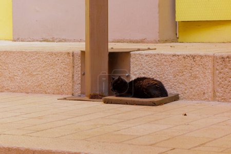 Foto de Un gato callejero negro descansa en el casco antiguo de Rovinj en Croacia - Imagen libre de derechos