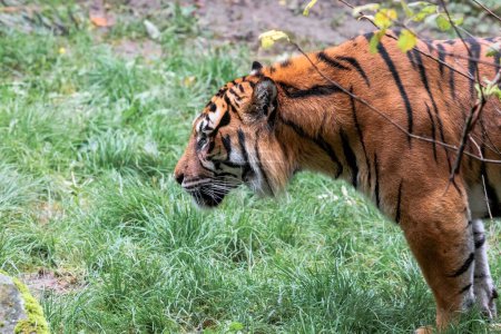 Téléchargez les photos : Tigre adulte de profil à l'eau - en image libre de droit