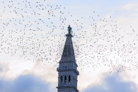 Photo for A flock of starlings flies in the evening as a migratory bird around the tower of the church of St. Euphemia in the town of Rovinj in Croatia - Royalty Free Image