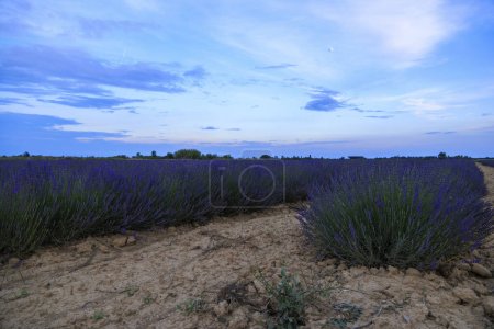 Photo for A lavender field in the evening near Aigues-Mortes in Carmarque - Royalty Free Image