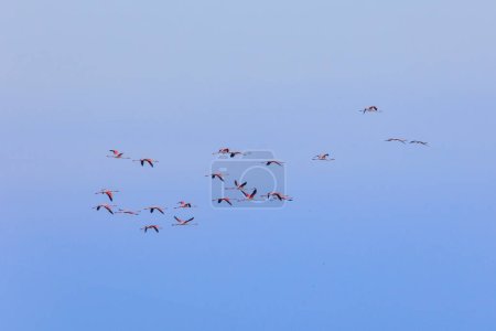 Photo for A flock of greater flamingo  with young near Aigues-Mortes in the Camarque in flight over the wetlands - Royalty Free Image