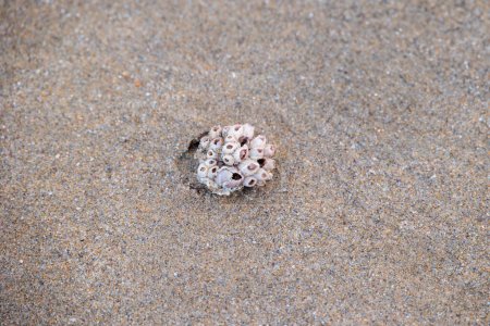 Téléchargez les photos : Des bernacles sur une pierre sur la plage de Carnon en France - en image libre de droit