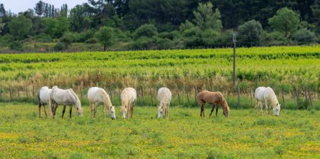 Téléchargez les photos : Un adulte et deux jeunes chevaux blancs en carmarque galopant à travers une prairie verte - en image libre de droit