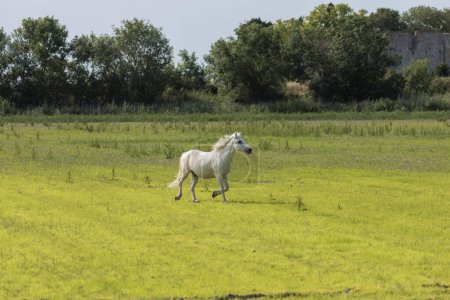 Photo for One adult white horse in carmarque galloping across a green meadow - Royalty Free Image