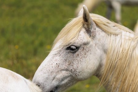 Téléchargez les photos : Un cheval blanc adulte en carmarque sur une prairie verte - en image libre de droit