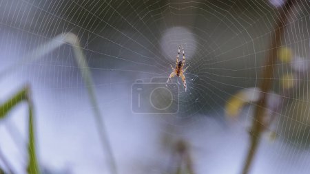 Téléchargez les photos : Une croix d'araignée se cache au centre de sa toile d'araignée dans la lumière du matin pour la proie - en image libre de droit
