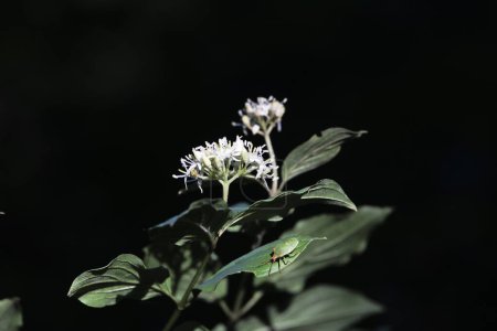 Téléchargez les photos : Cornouiller rouge à floraison tardive avec un insecte de bouclier vert sur un fond noir - en image libre de droit