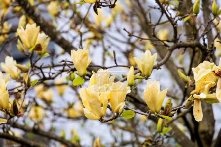 Téléchargez les photos : Un magnolia en fleurs dans le centre-ville de Ravensburg à Baden Wuerttemberg - en image libre de droit